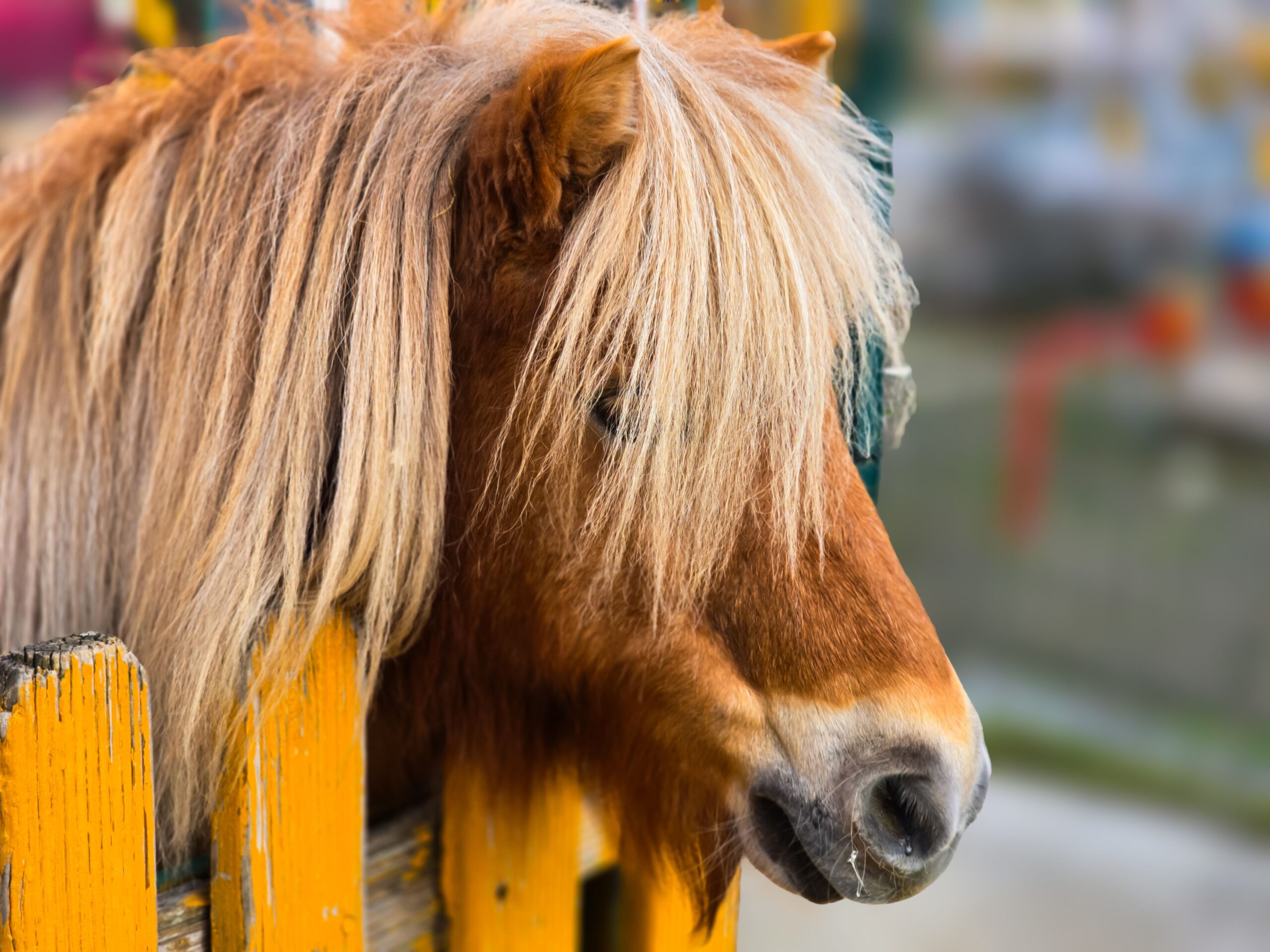 Pony-Stall-Führerschein